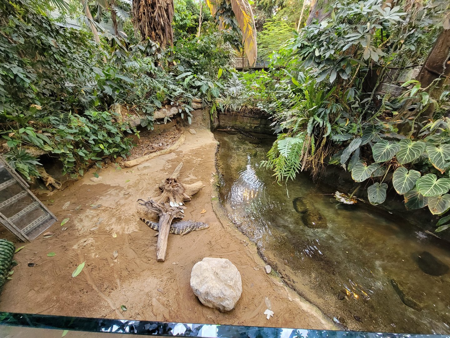Biodôme Montréal - Tropical Rainforest - Broad-snouted caimans