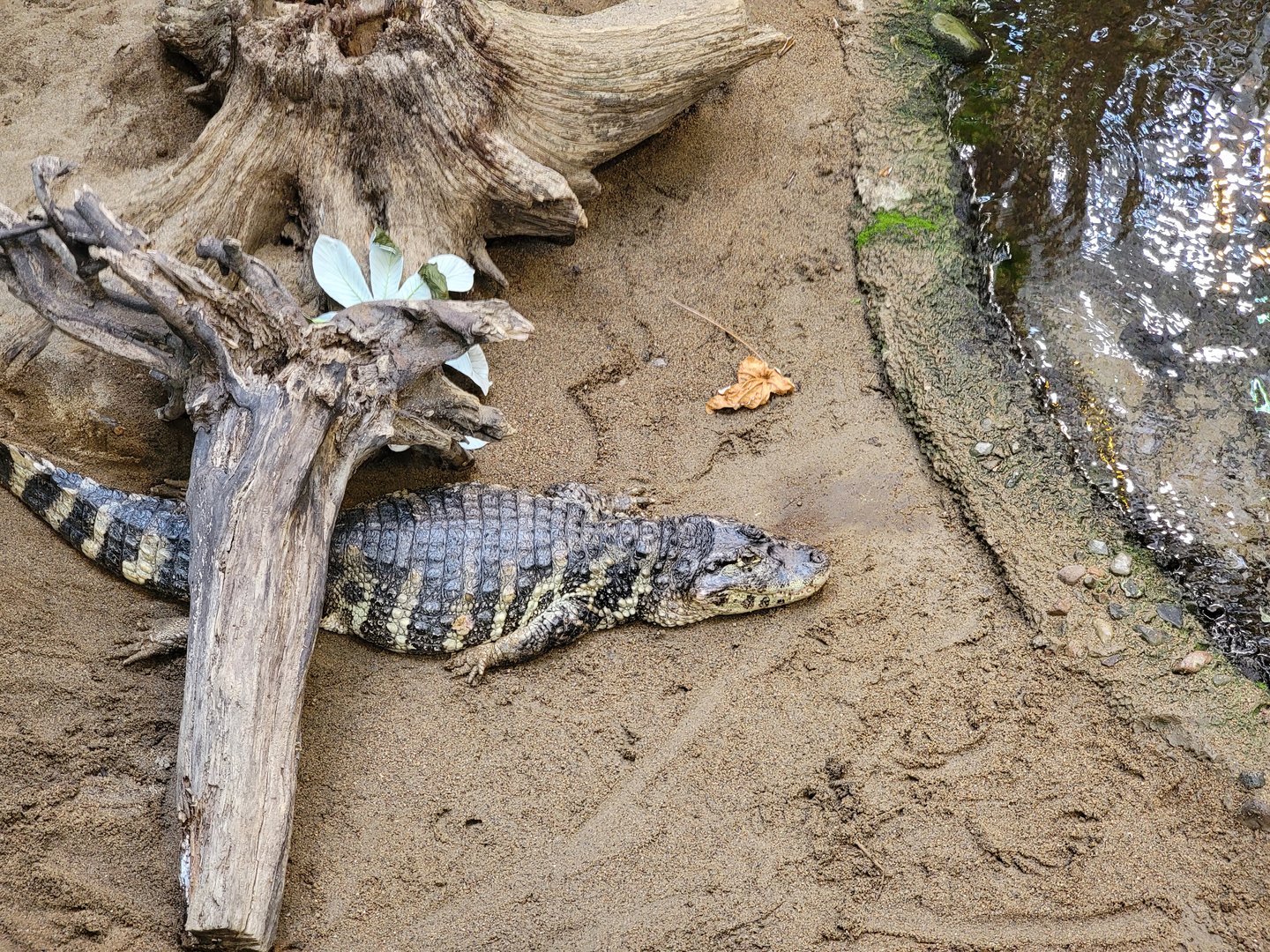Biodôme Montréal - Tropical Rainforest - Broad-snouted caimans