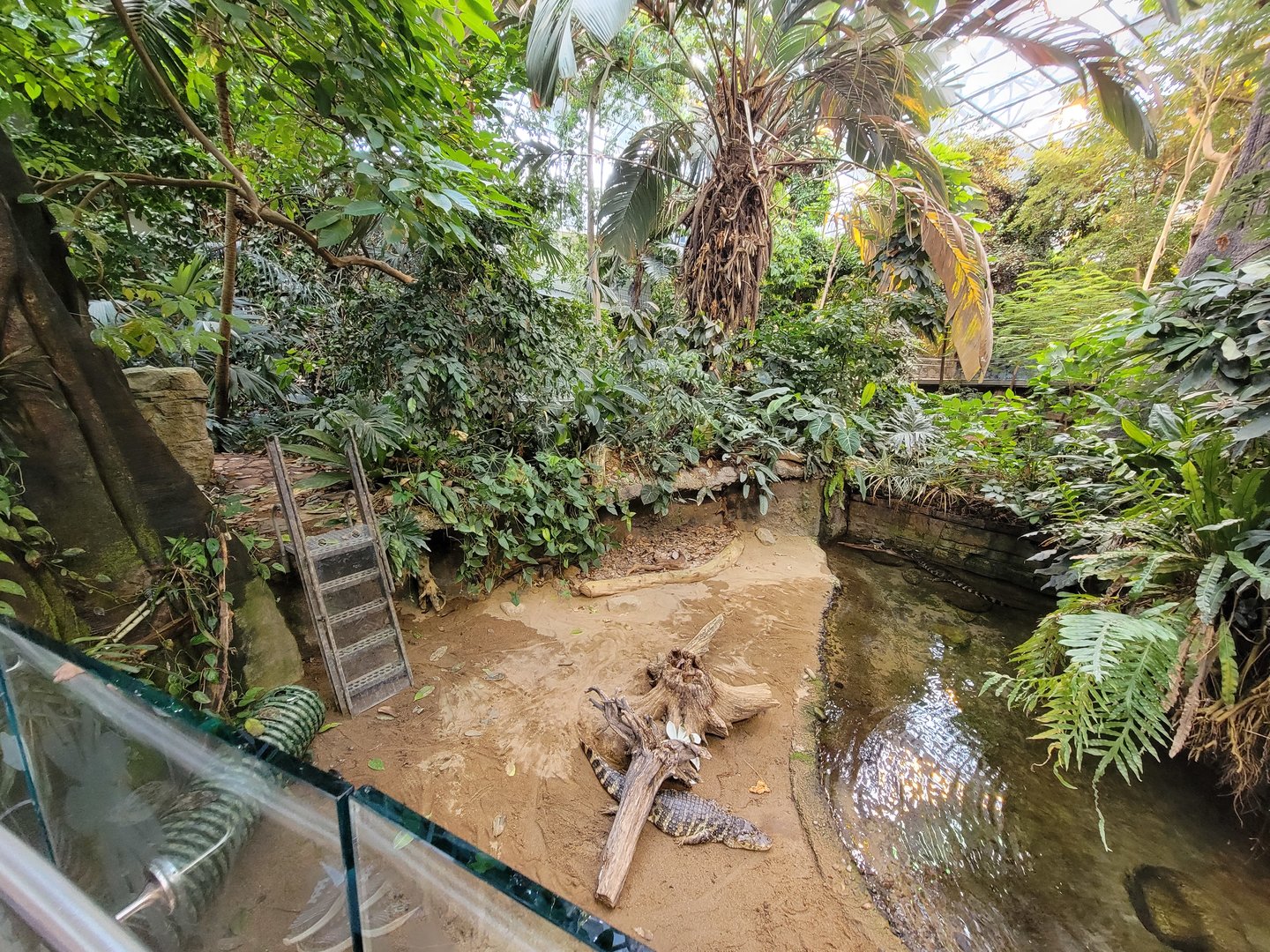 Biodôme Montréal - Tropical Rainforest - Broad-snouted caimans