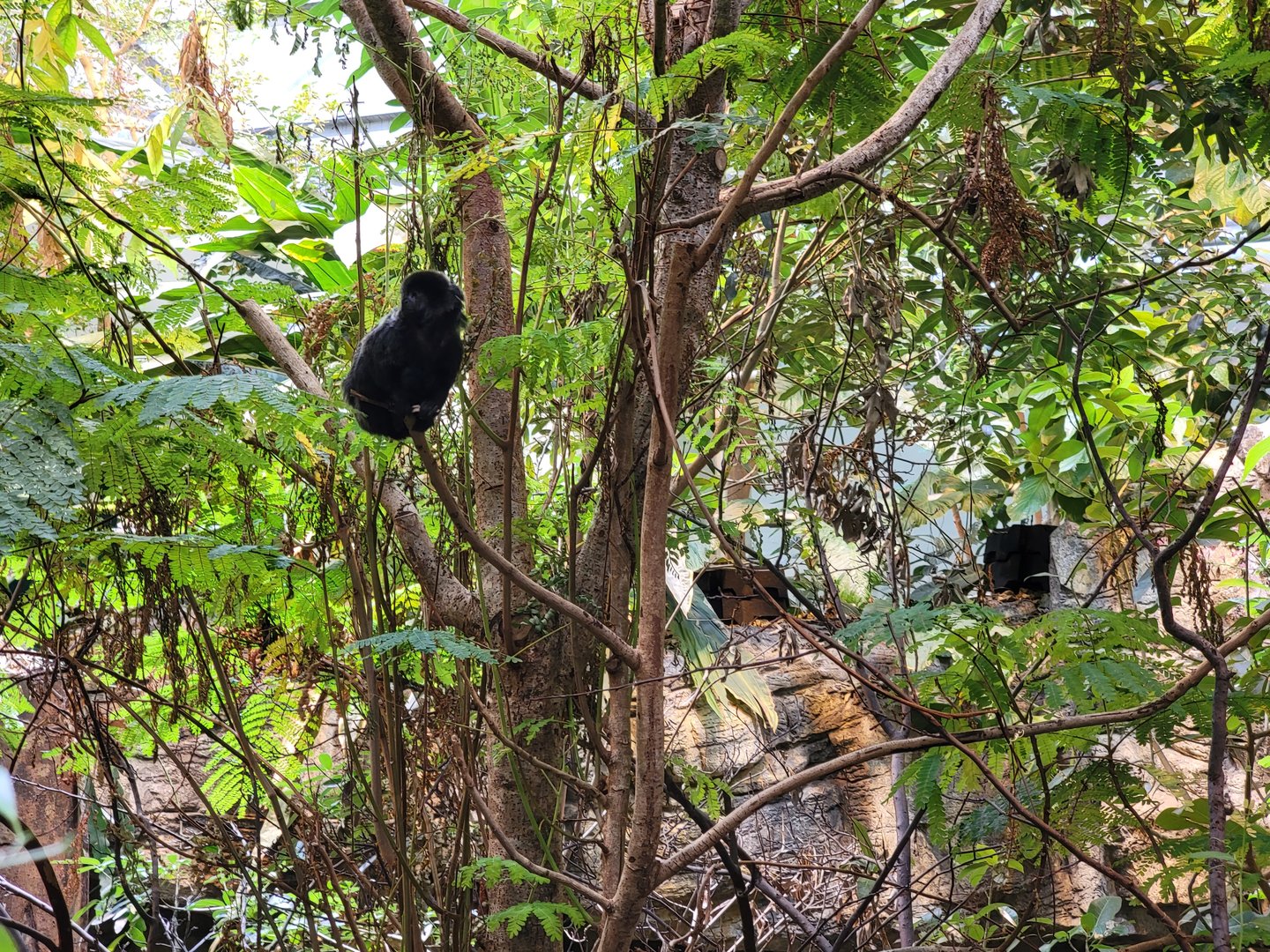 Biodôme Montréal - Tropical Rainforest - Callimico / Goeldi's marmoset