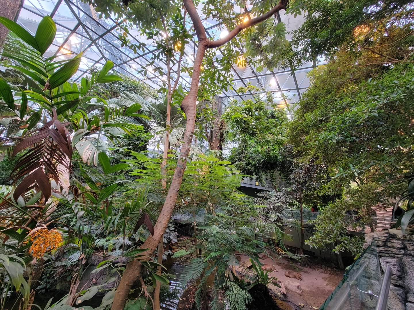 Biodôme Montréal - Tropical Rainforest - Capybara bottom right