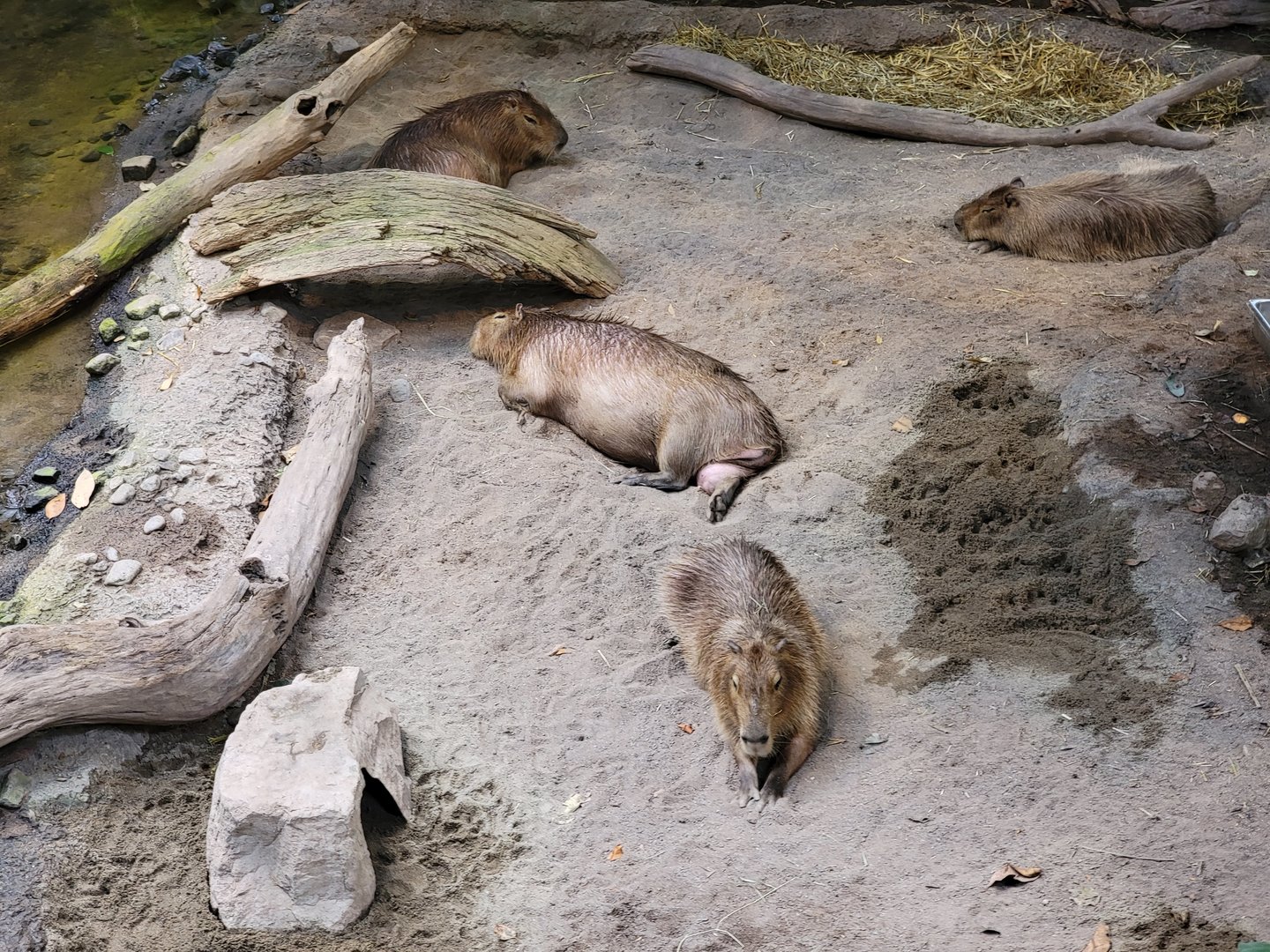 Biodôme Montréal - Tropical Rainforest - Capybaras