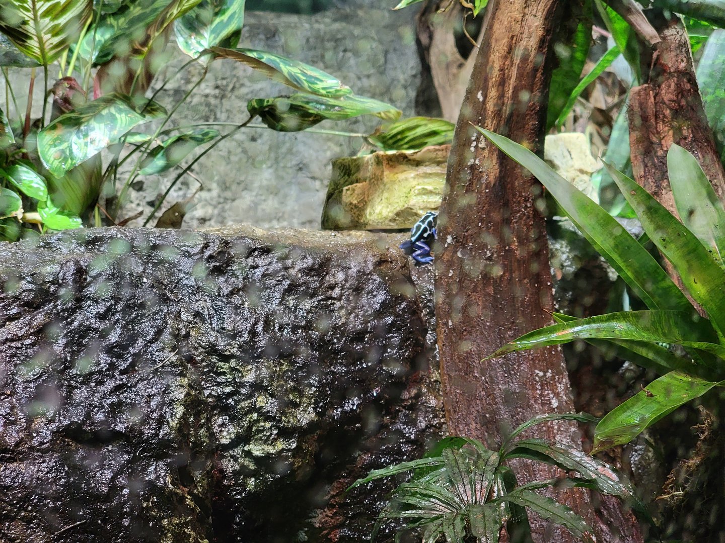 Biodôme Montréal - Tropical Rainforest - Dyeing PDF
