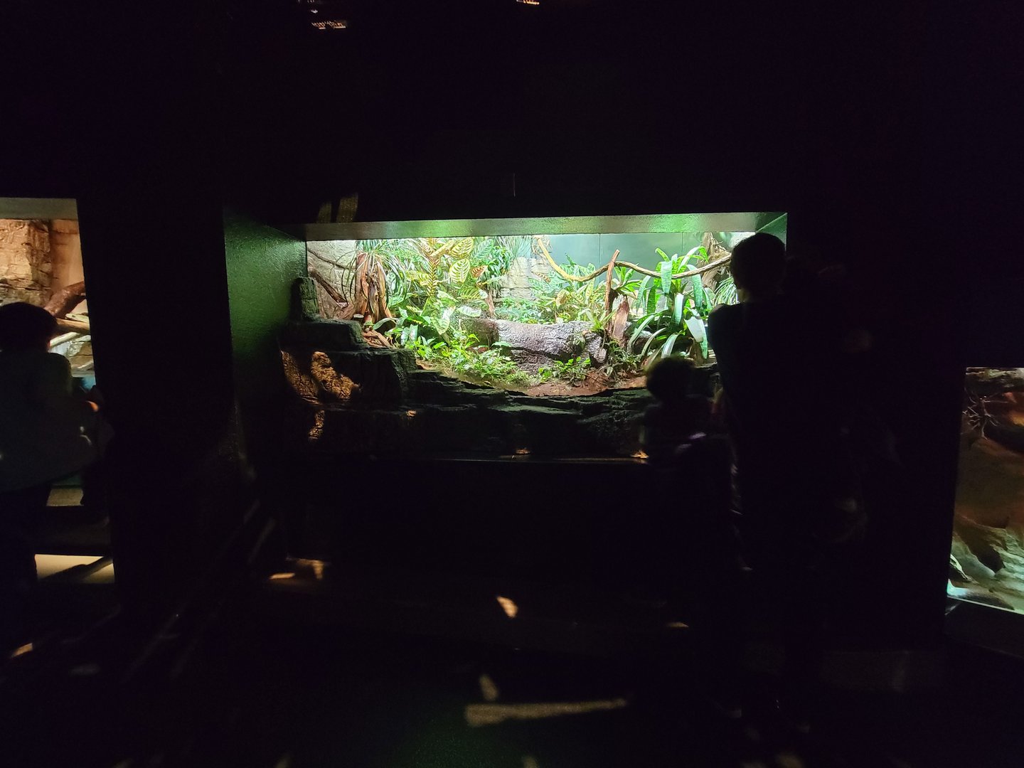 Biodôme Montréal - Tropical Rainforest - Emerald tree pythons, PDFs