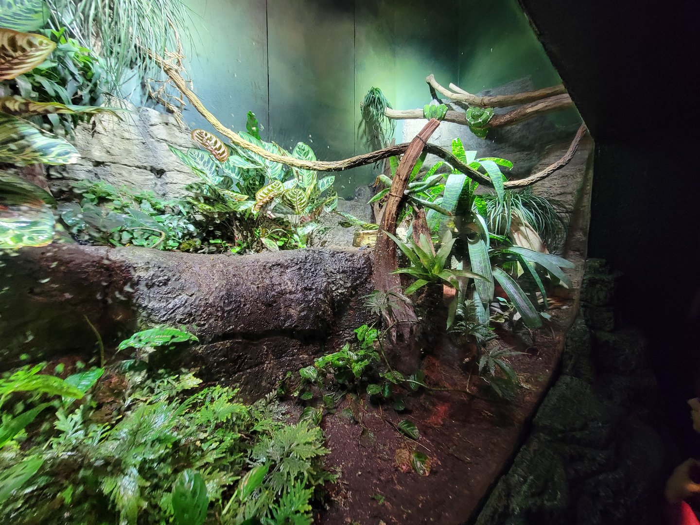 Biodôme Montréal - Tropical Rainforest - Emerald tree pythons, PDFs