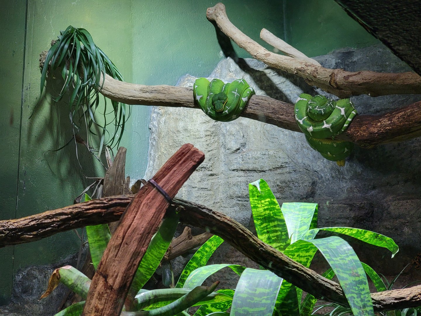 Biodôme Montréal - Tropical Rainforest - Emerald tree pythons, PDFs