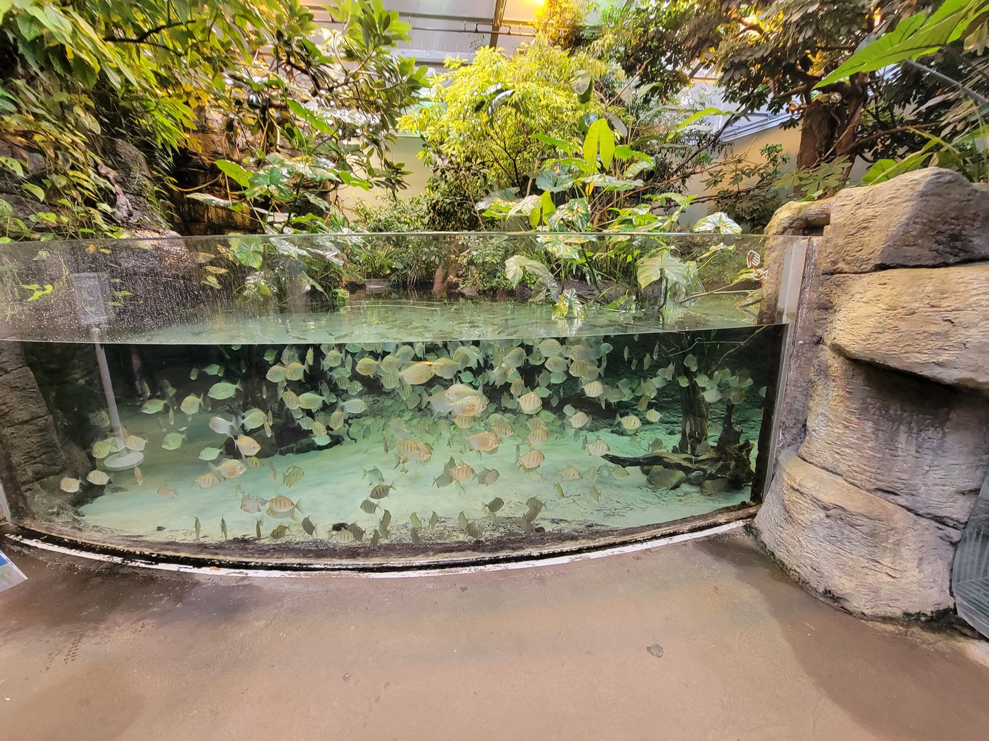 Biodôme Montréal - Tropical Rainforest - Fishes