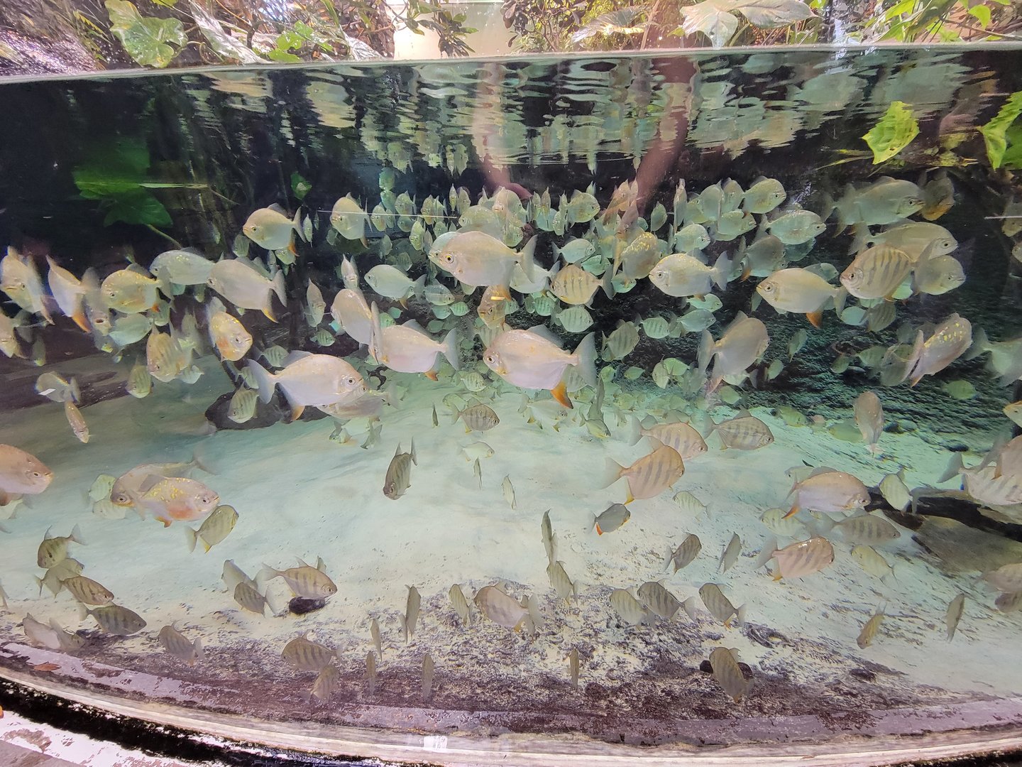 Biodôme Montréal - Tropical Rainforest - Fishes