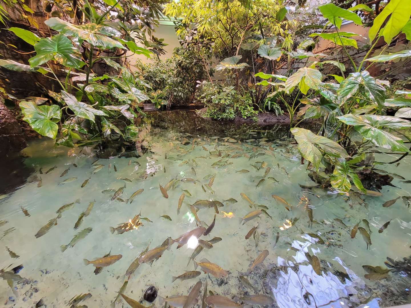 Biodôme Montréal - Tropical Rainforest - Fishes