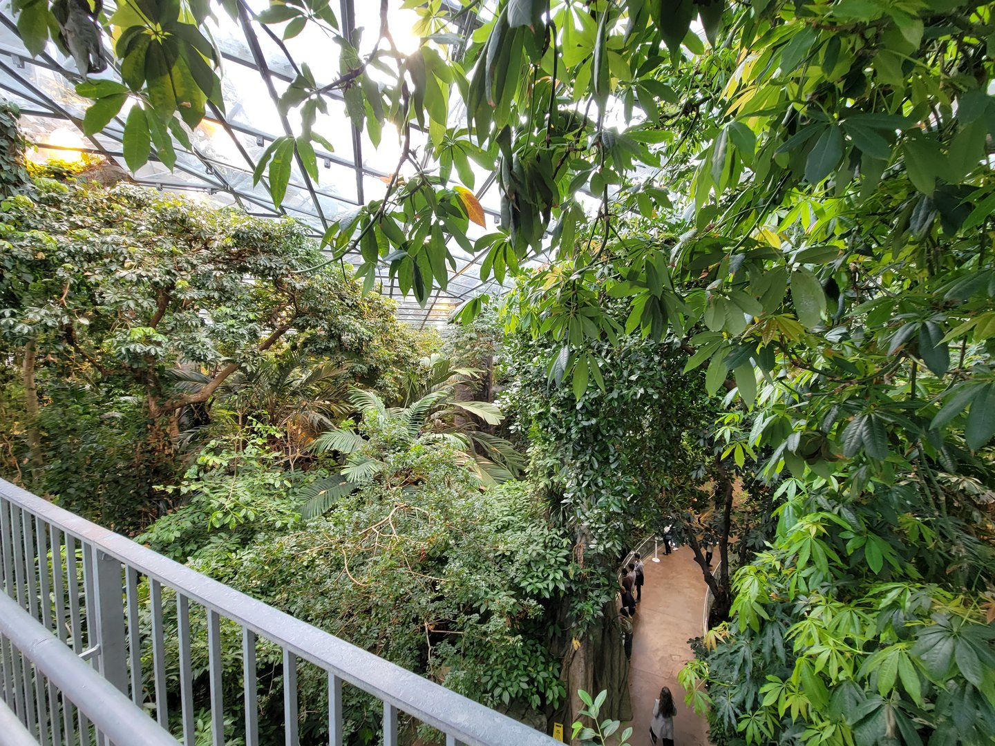 Biodôme Montréal - Tropical Rainforest - From ramp to second floor