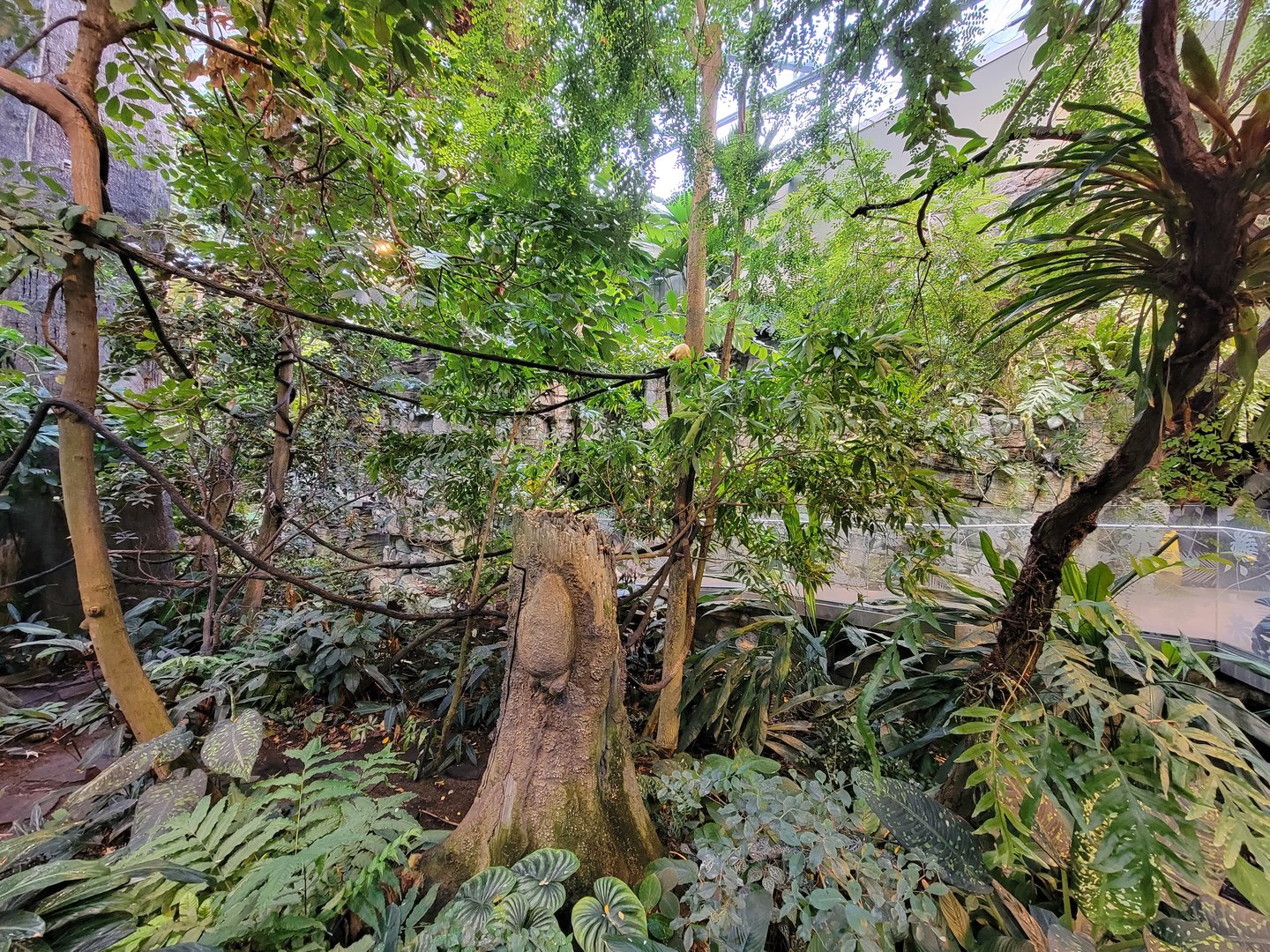Biodôme Montréal - Tropical Rainforest - Golden lion tamarins