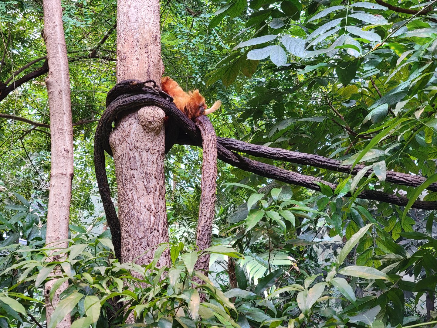 Biodôme Montréal - Tropical Rainforest - Golden lion tamarins
