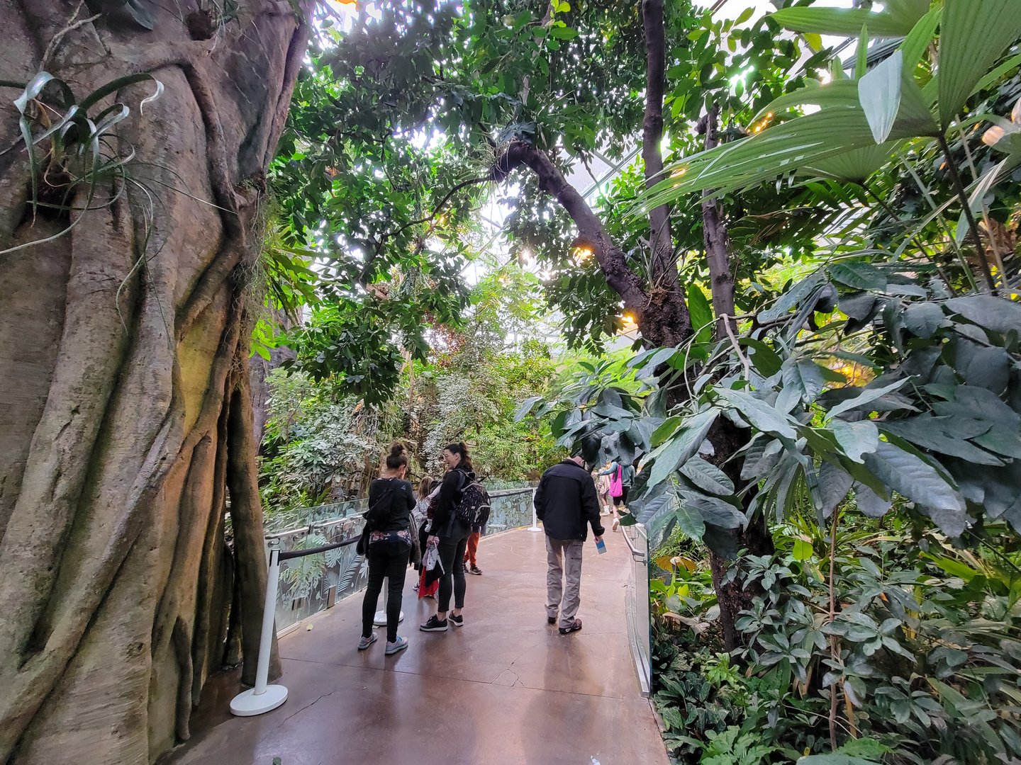Biodôme Montréal - Tropical Rainforest - Path