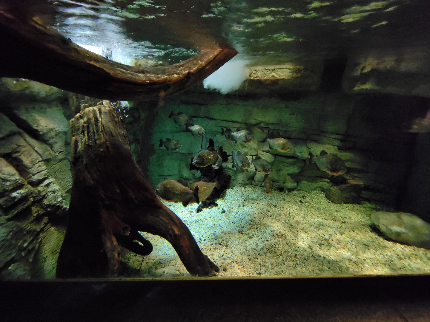Biodôme Montréal - Tropical Rainforest - Piranhas, yellow anaconda