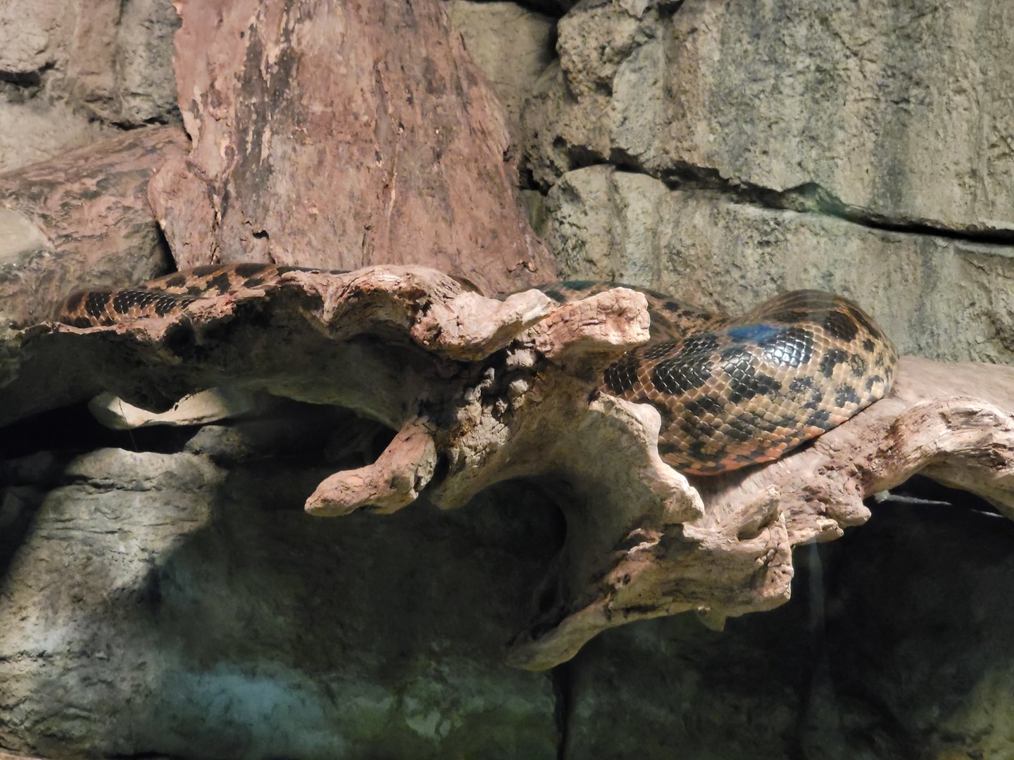 Biodôme Montréal - Tropical Rainforest - Piranhas, yellow anaconda