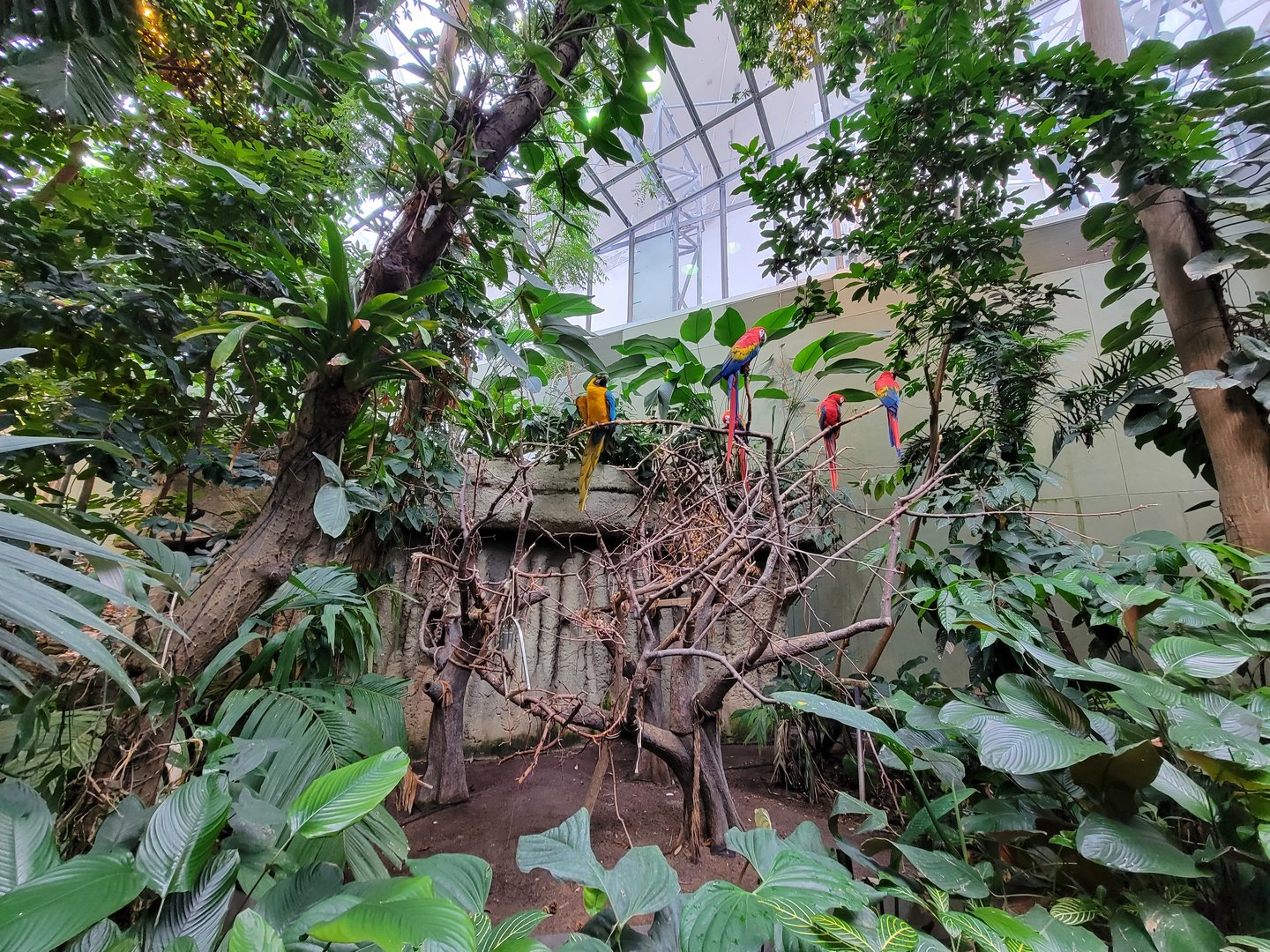Biodôme Montréal - Tropical Rainforest - Scarlet macaws, blue and gold macaw