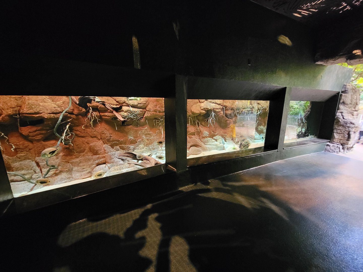 Biodôme Montréal - Tropical Rainforest - Uaru tank