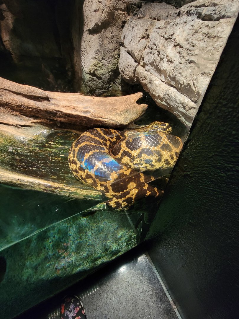 Biodôme Montréal - Tropical Rainforest - Yellow anaconda