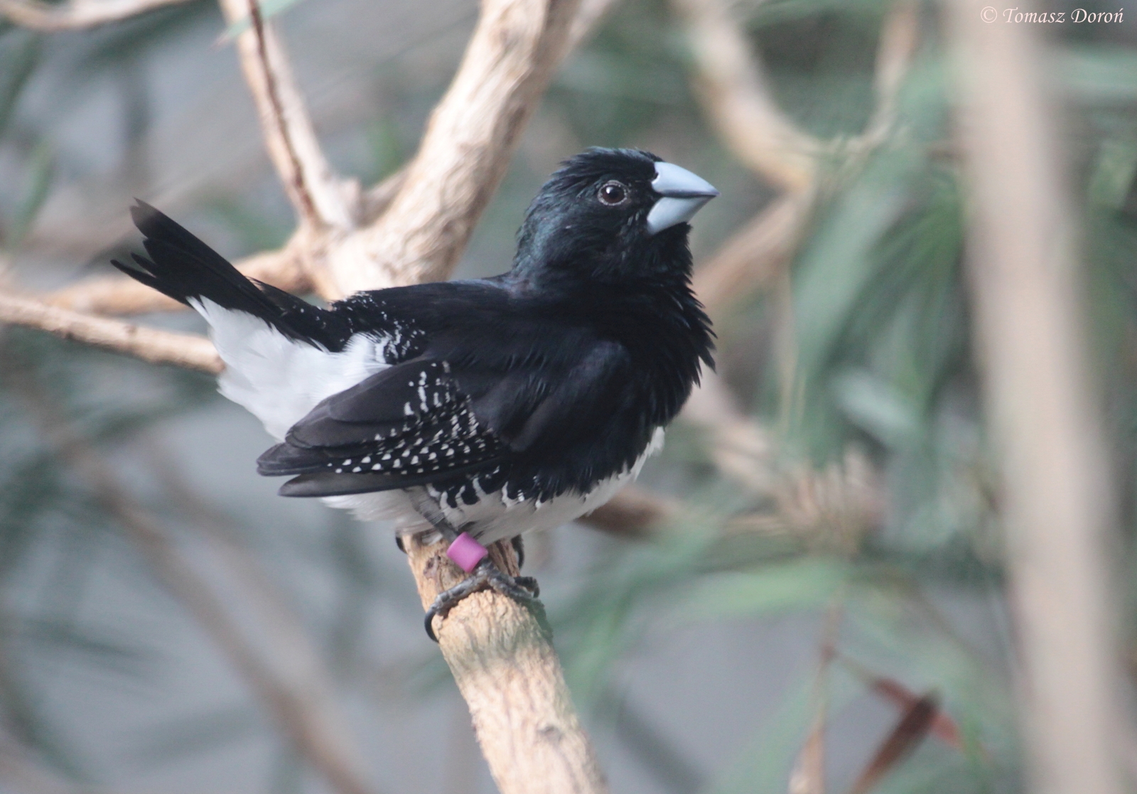 Bioko Munia (Spermestes bicolor poensis)