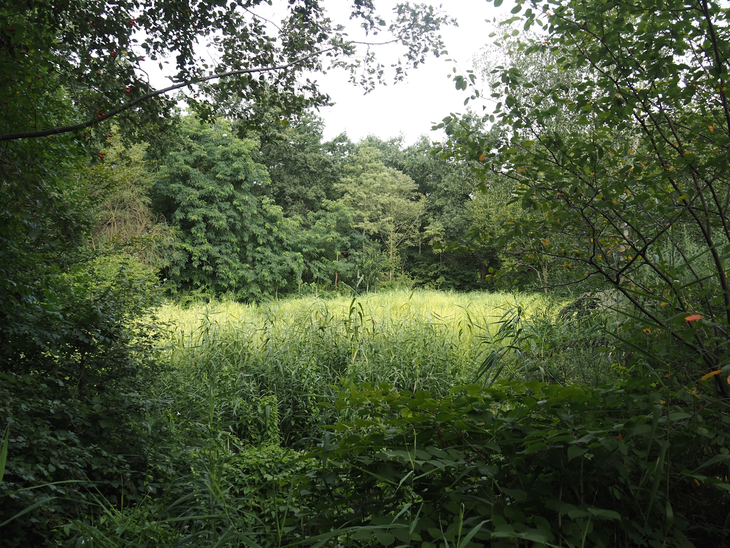 Biological filtration area, 2024-08-05