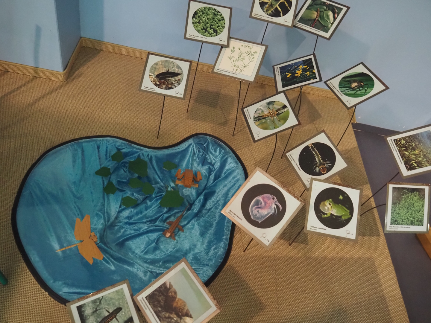 Biologischer Station Zwillbrocker Venn - Visitor and education center - Biodiversity of pools display, 2025-05-26