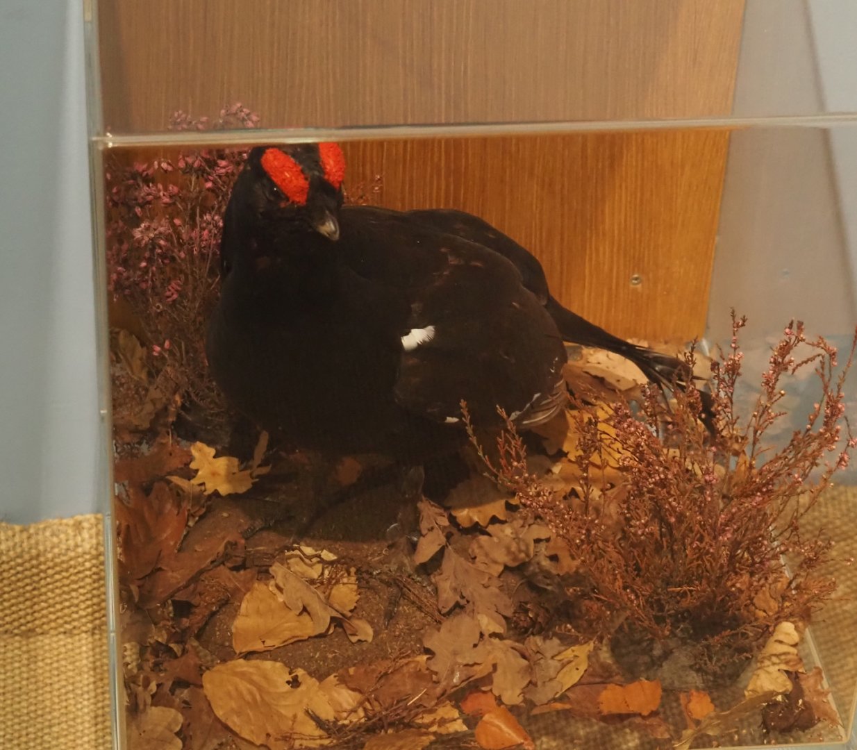 Biologischer Station Zwillbrocker Venn - Visitor and education center - Black grouse taxidermy, 2025-05-26