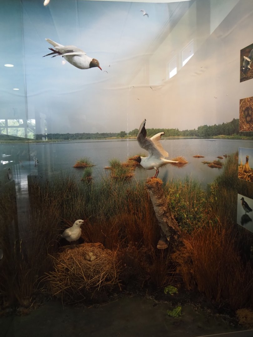 Biologischer Station Zwillbrocker Venn - Visitor and education center - Black-headed gull colony diomara, 2025-05-26