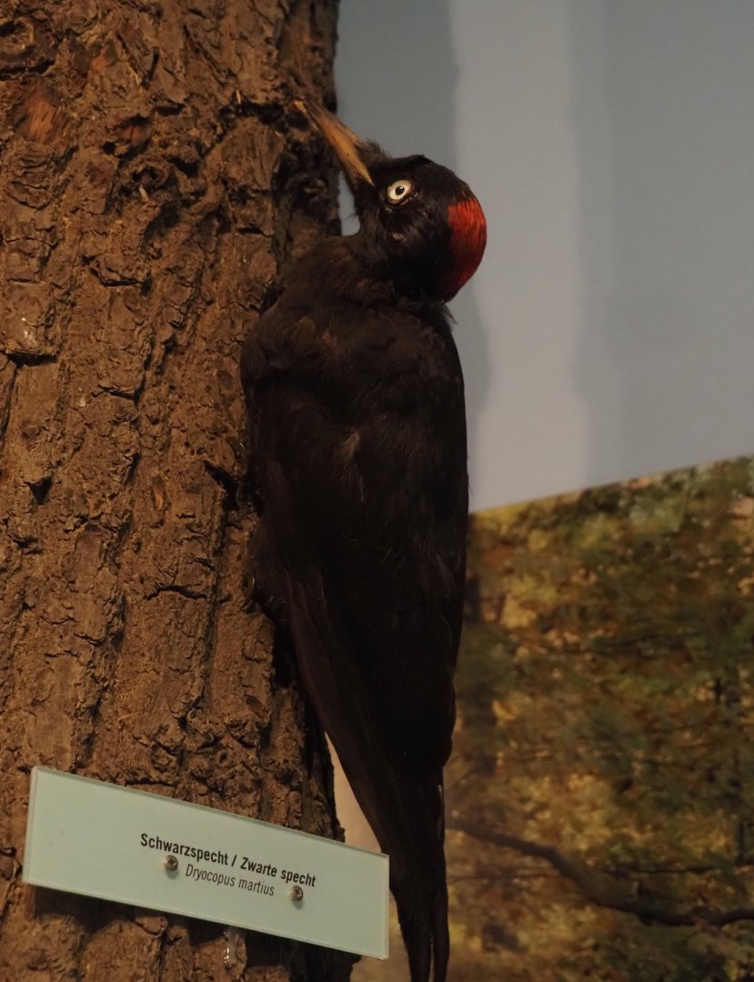 Biologischer Station Zwillbrocker Venn - Visitor and education center - Black woodpecker taxidermy, 2025-05-26
