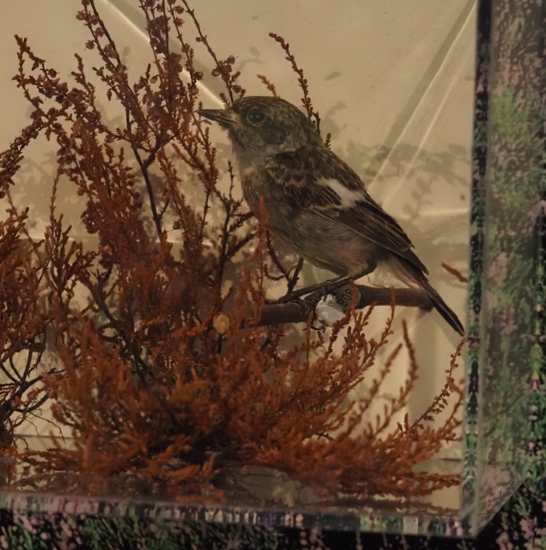 Biologischer Station Zwillbrocker Venn - Visitor and education center - European stonechat taxidermy, 2025-05-26