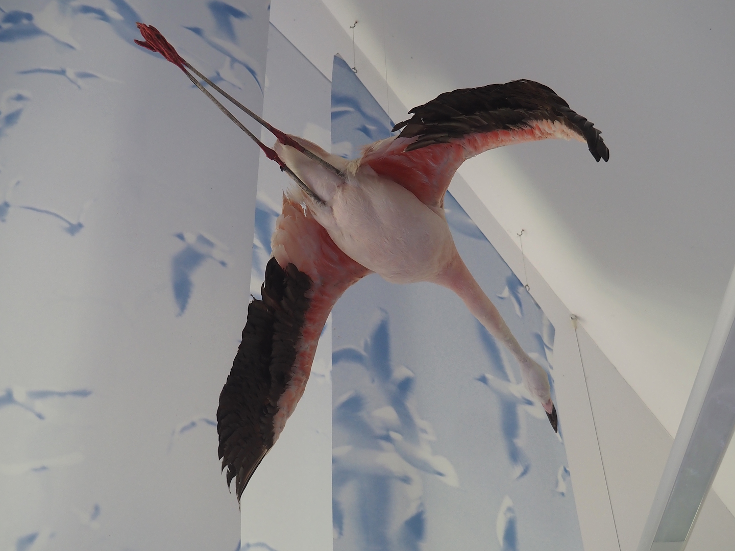 Biologischer Station Zwillbrocker Venn - Visitor and education center - Flamingo in flight taxidermy, 2025-05-26
