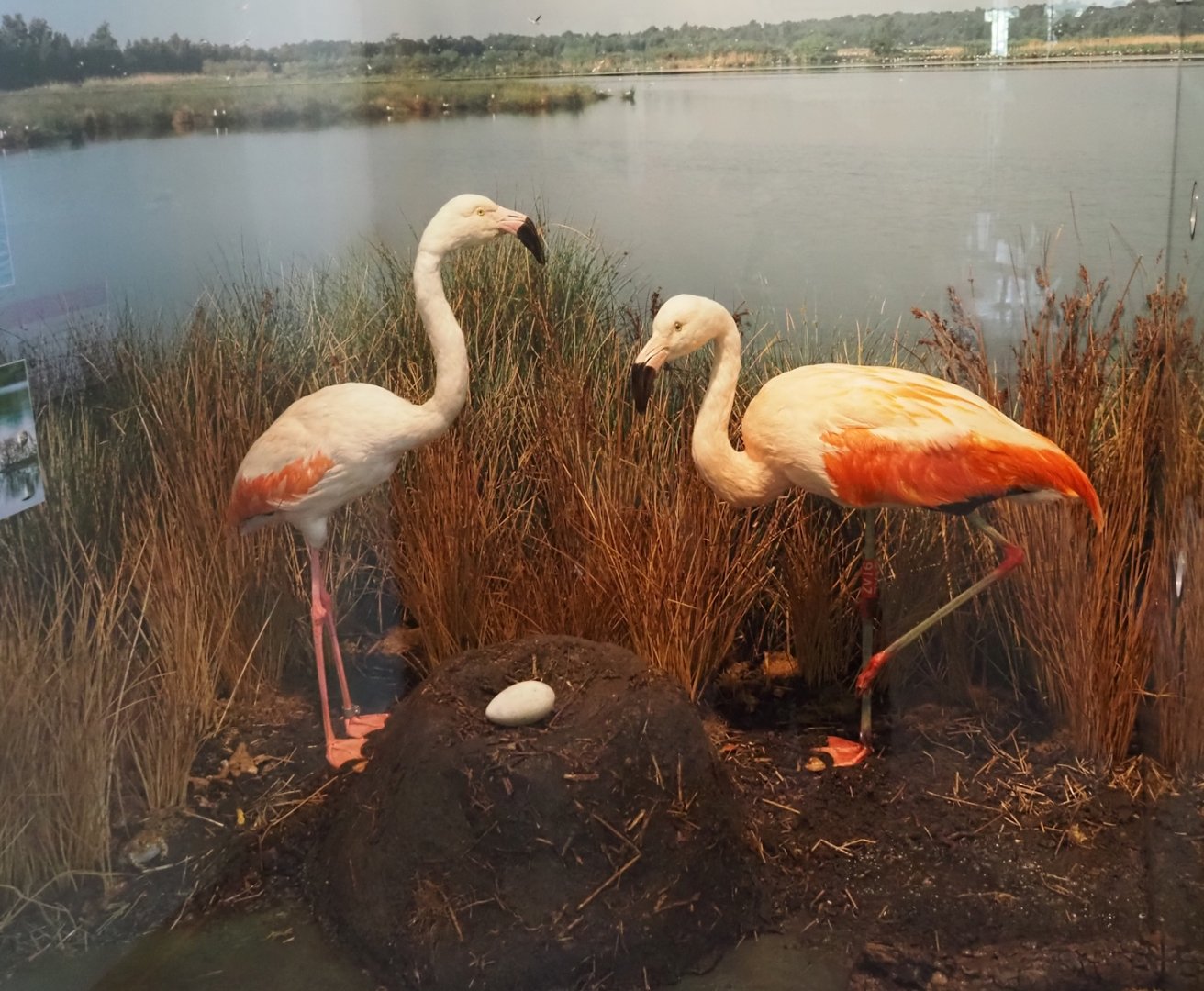 Biologischer Station Zwillbrocker Venn - Visitor and education center - Flamingo nest display, 2025-05-26
