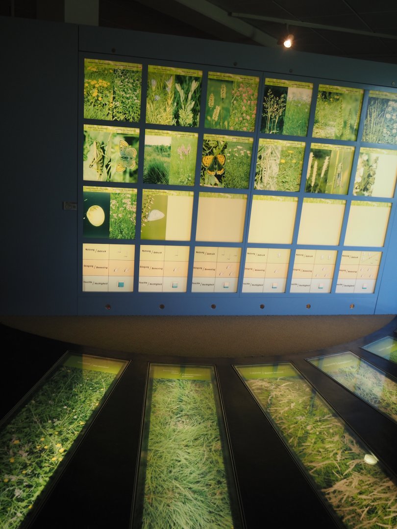 Biologischer Station Zwillbrocker Venn - Visitor and education center - Grassland types display, 2025-05-26
