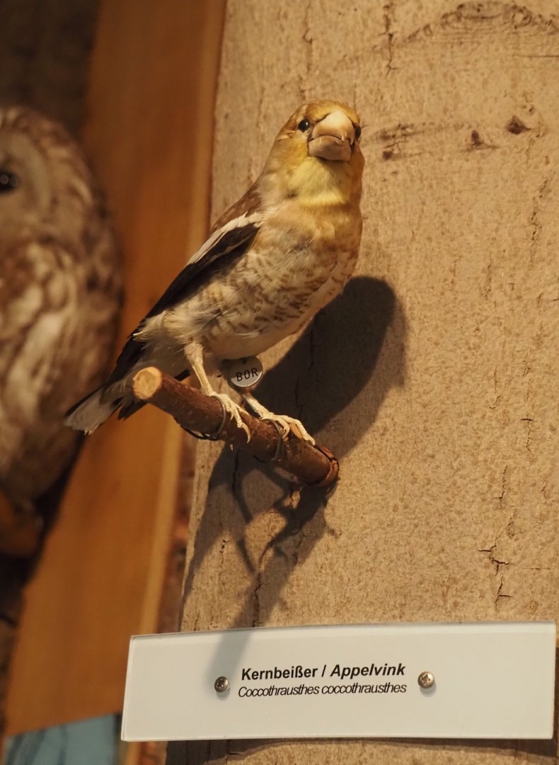 Biologischer Station Zwillbrocker Venn - Visitor and education center - Hawfinch taxidermy, 2025-05-26