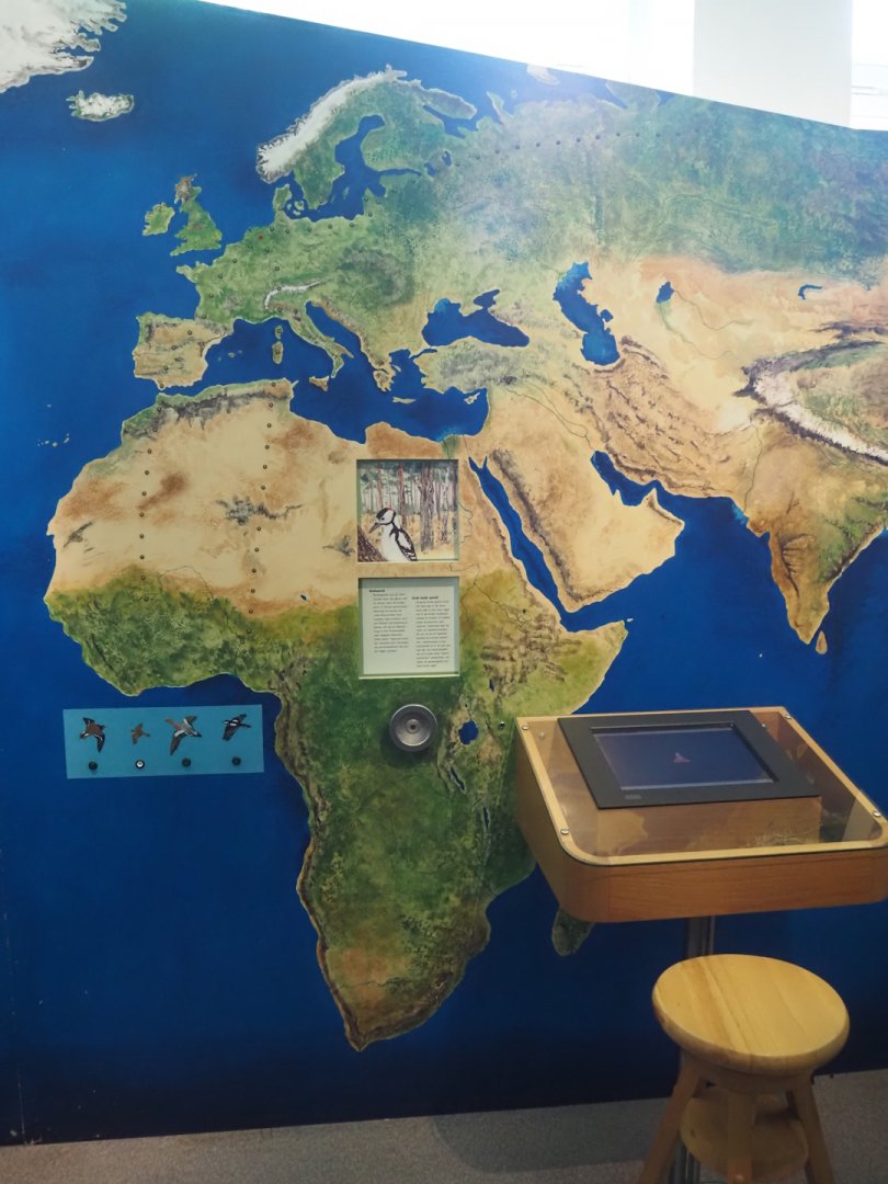 Biologischer Station Zwillbrocker Venn - Visitor and education center - Migratory bird display, 2025-05-26