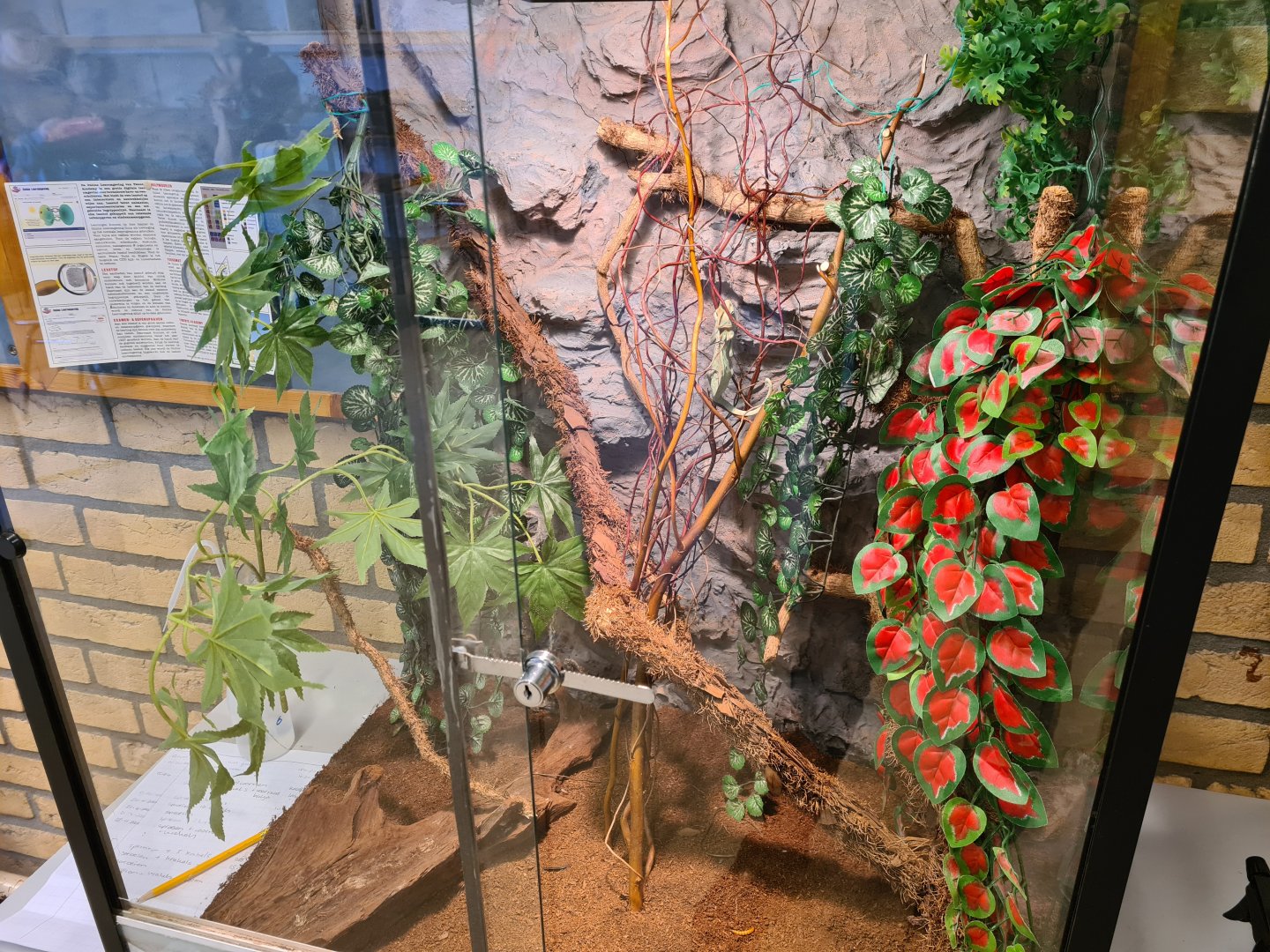 Biology classroom: Veiled chameleon enclosure
