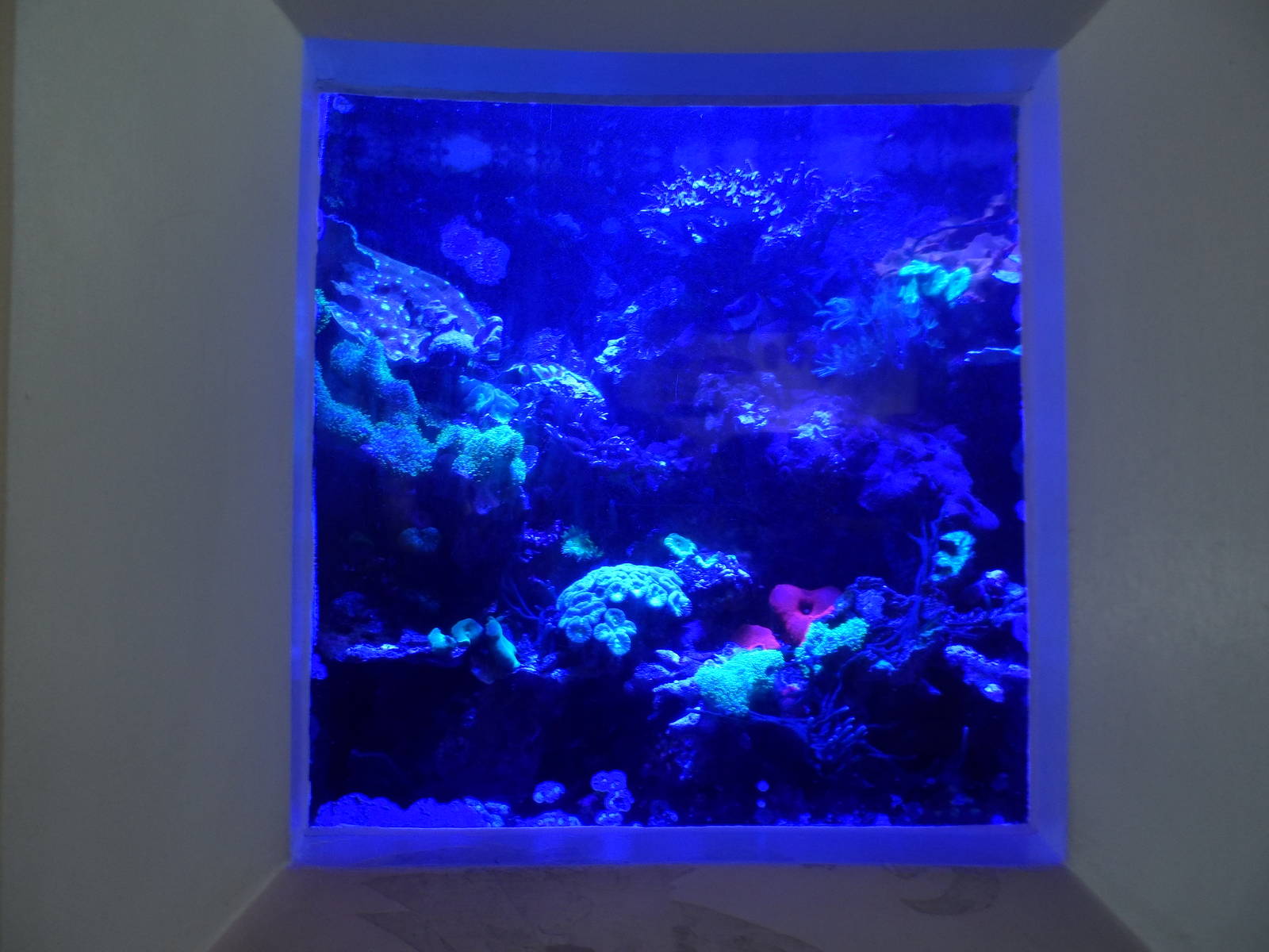 Bioluminescent Coral Display
