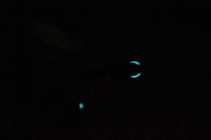Bioluminescent light of the one-fin flashlightfish (Photoblepharon palpebratum)