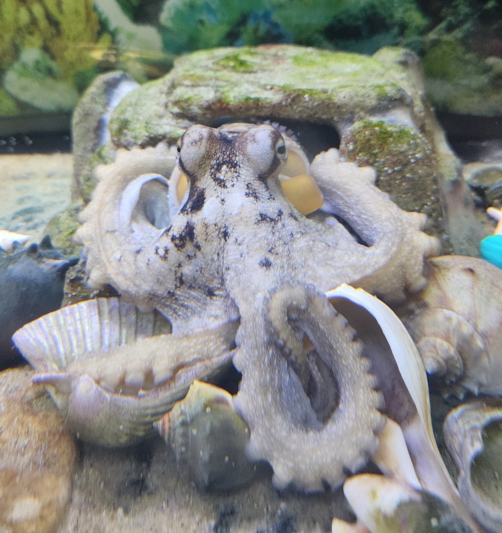 Biomes Marine Biology Center - Atlantic Octopus