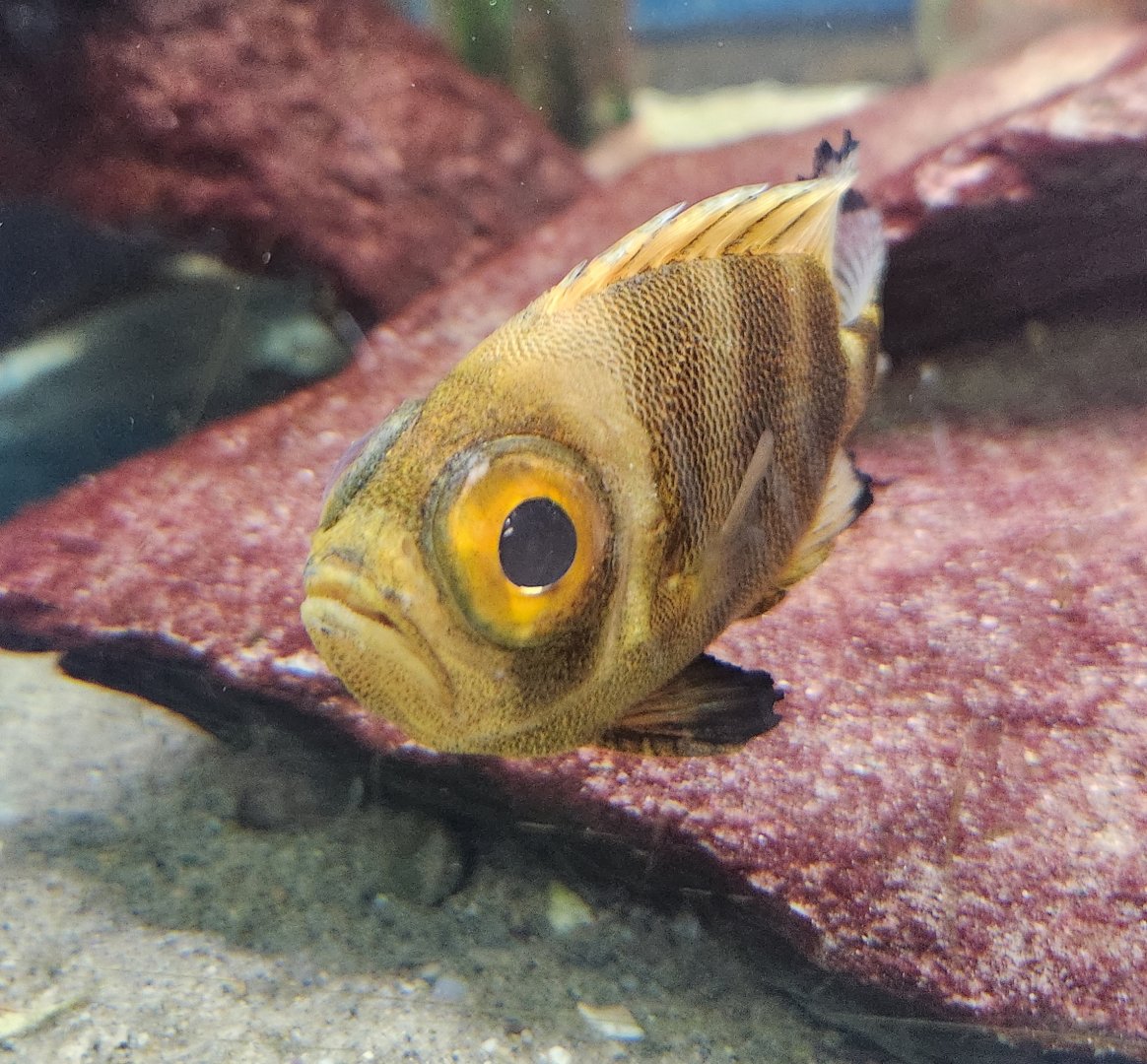 Biomes Marine Biology Center - Big-eye