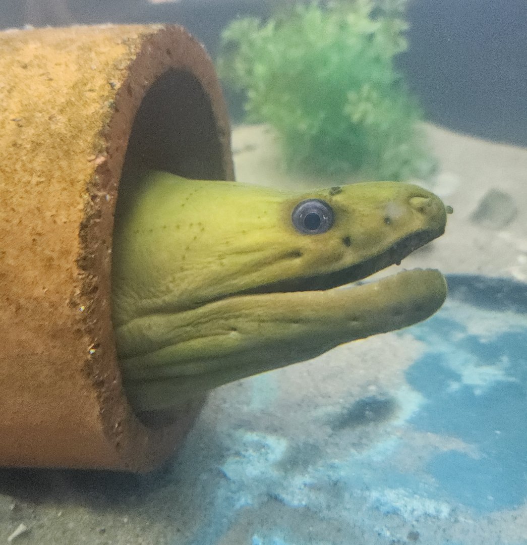 Biomes Marine Biology Center - Green Moray