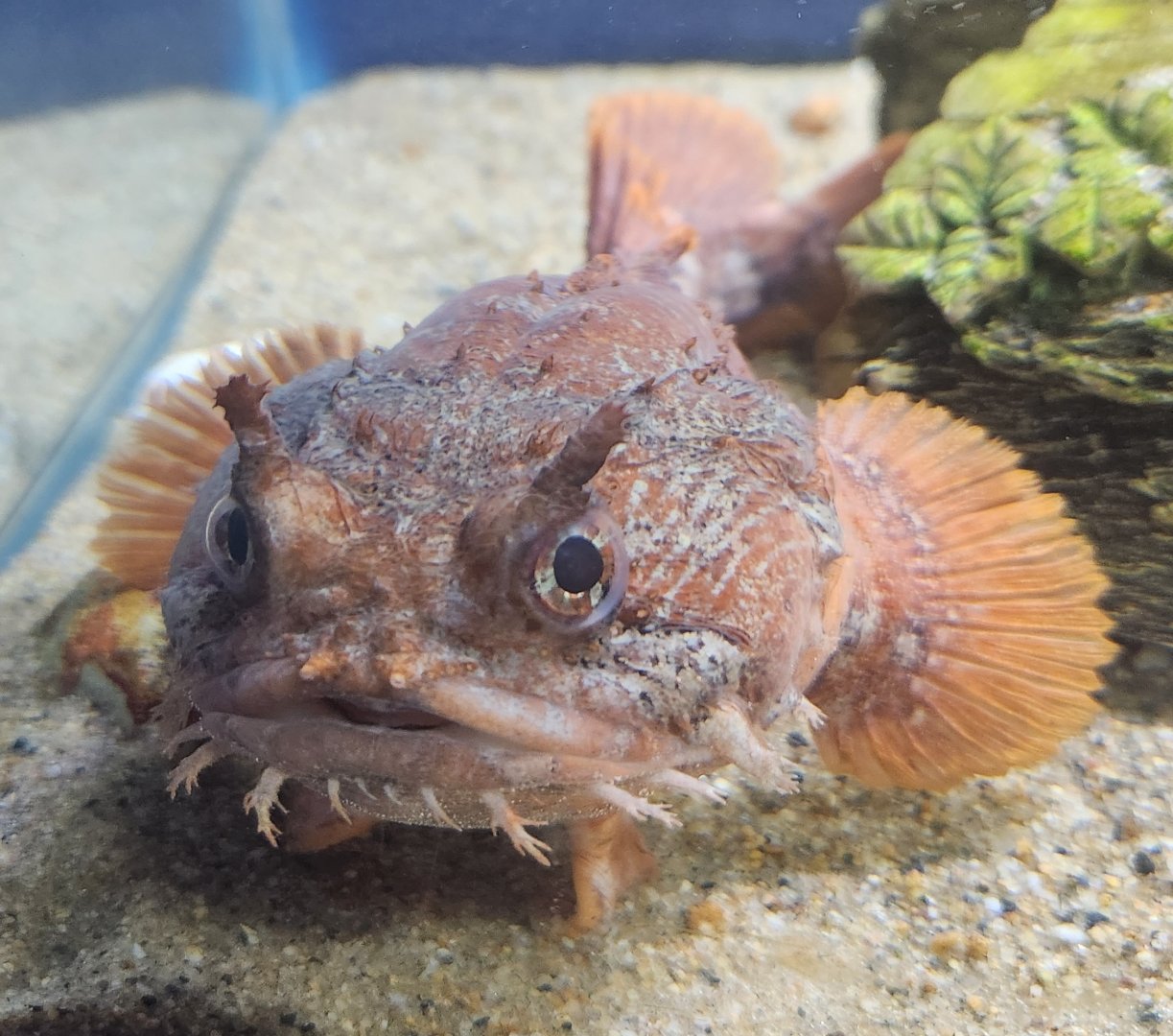 Biomes Marine Biology Center - Gulf Toadfish