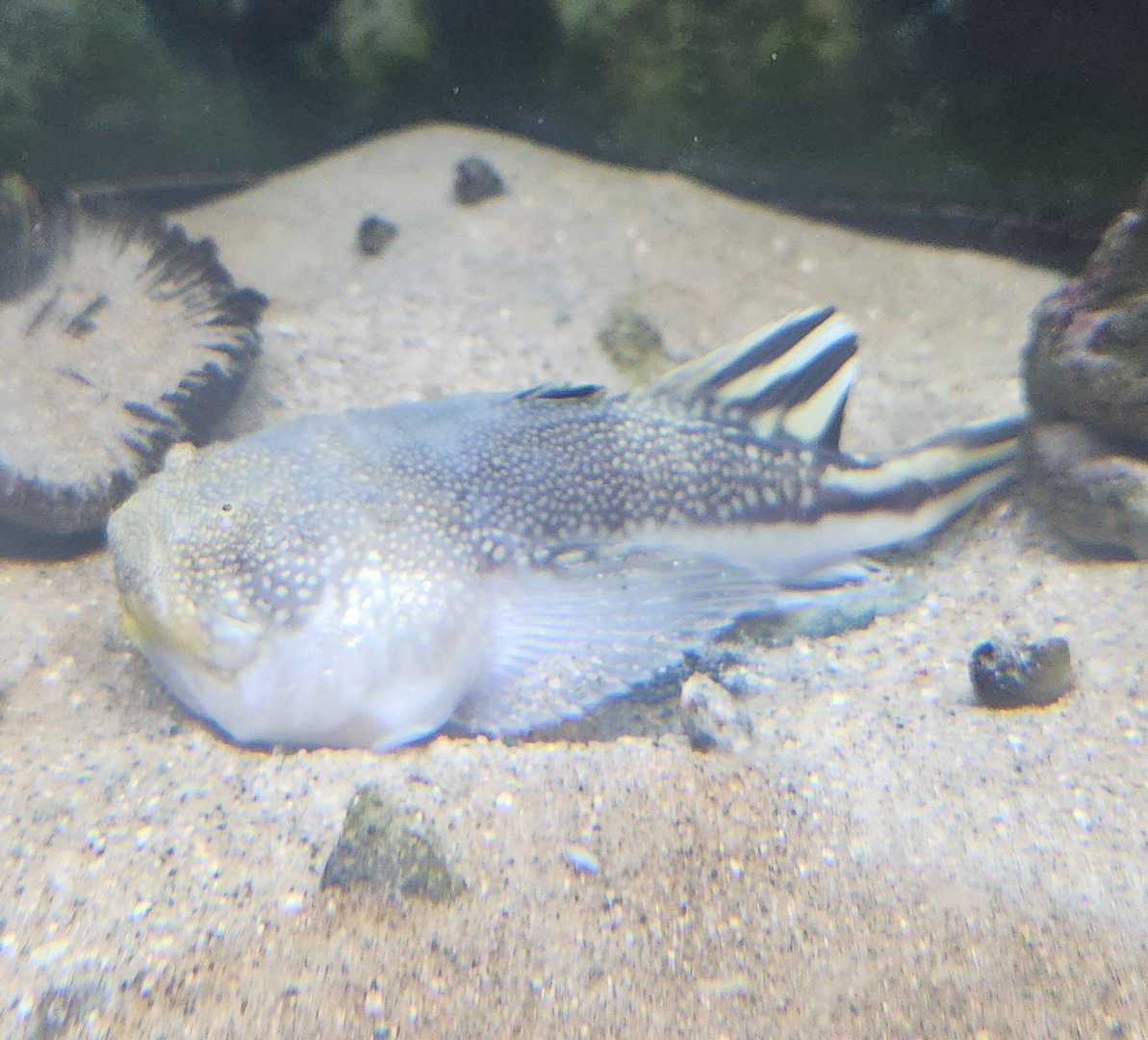 Biomes Marine Biology Center - Stargazer