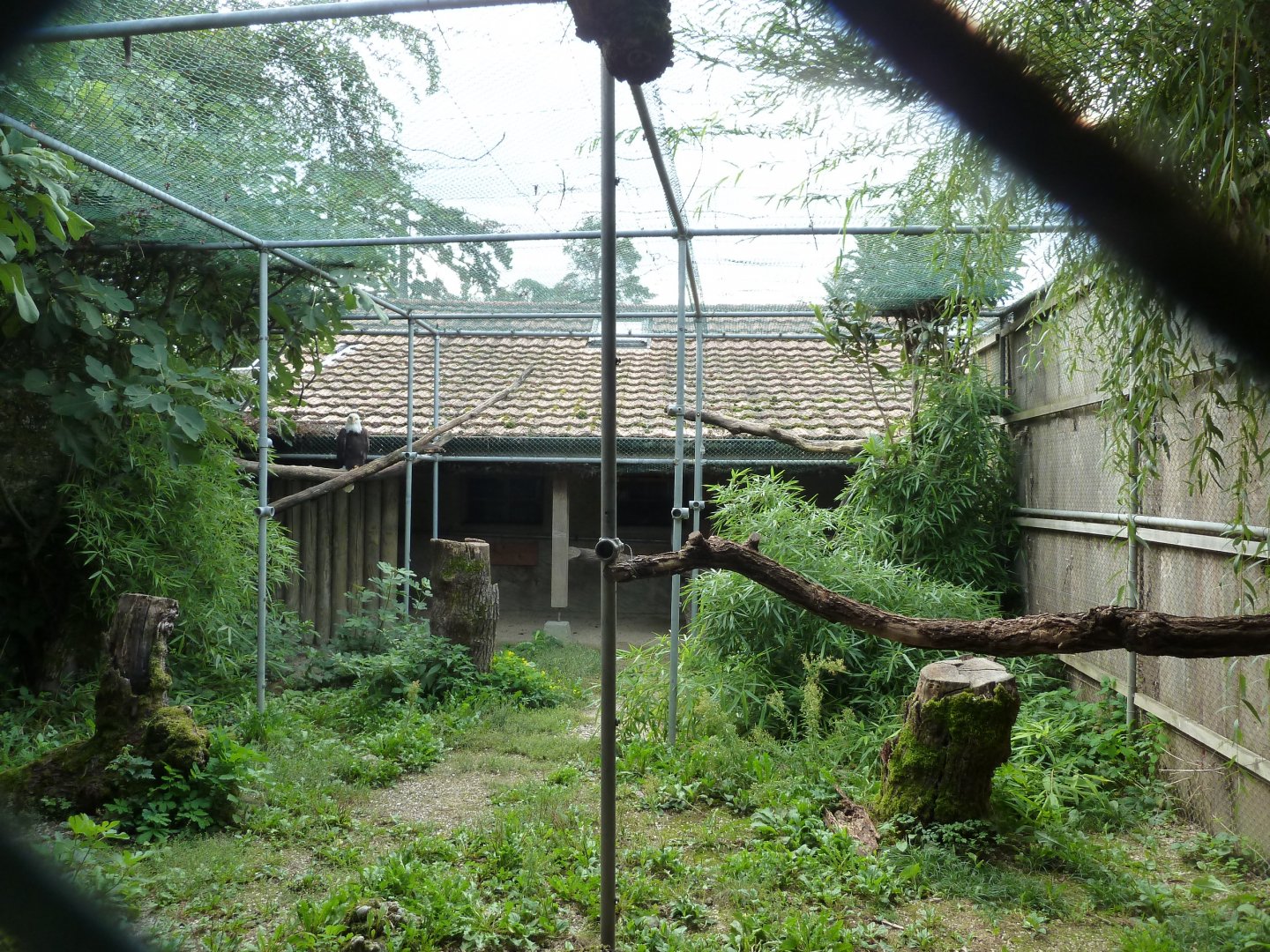 Bioparc Genève - Bald eagle aviary