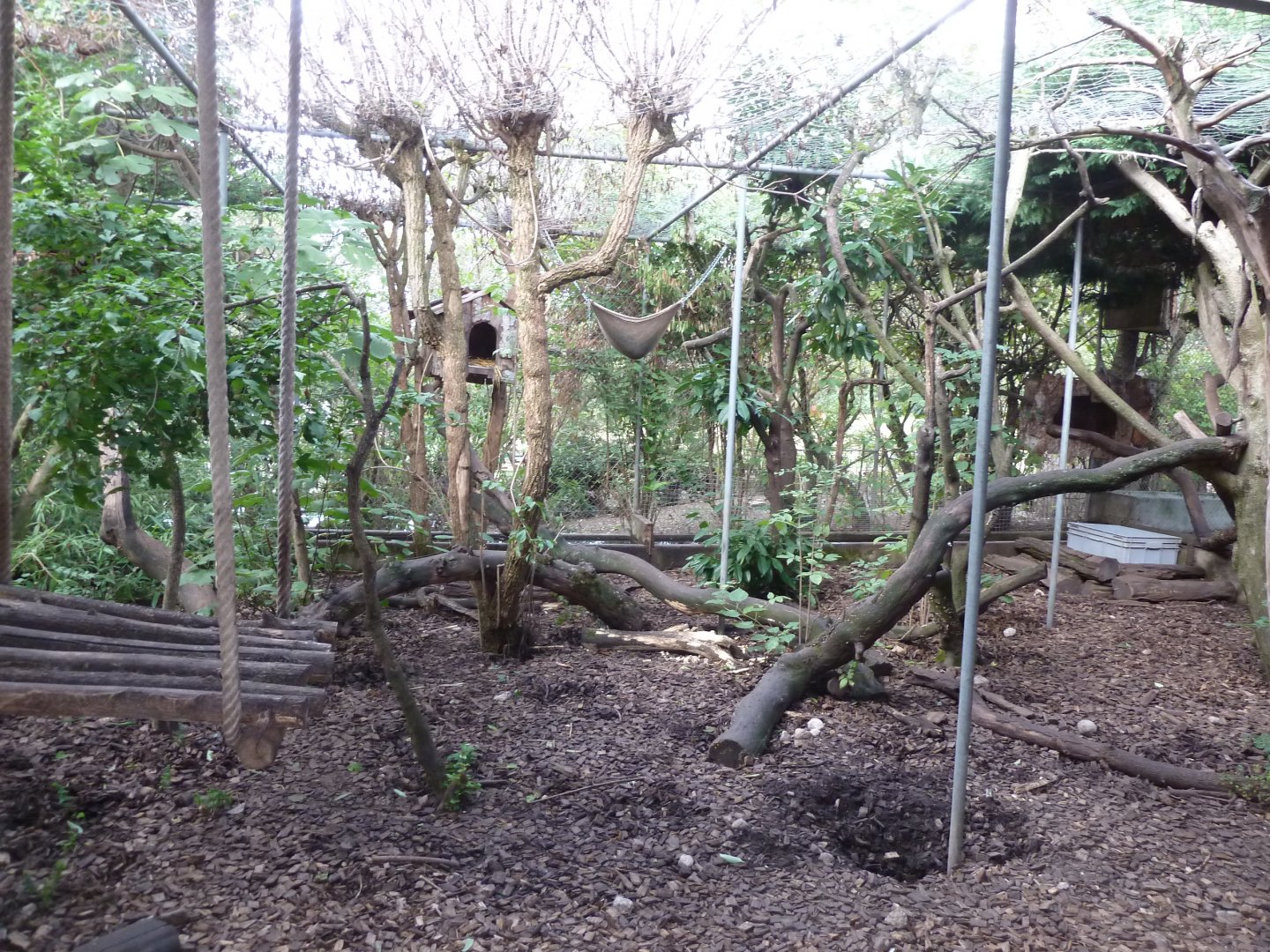 Bioparc Genève - Crab-eating raccoon and raccoon enclosure