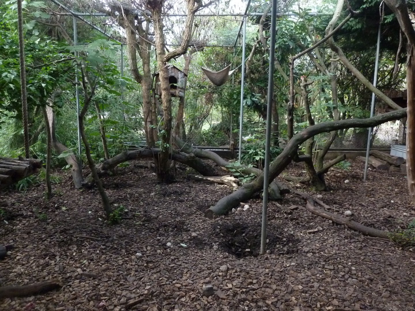 Bioparc Genève - Crab-eating raccoon and raccoon enclosure