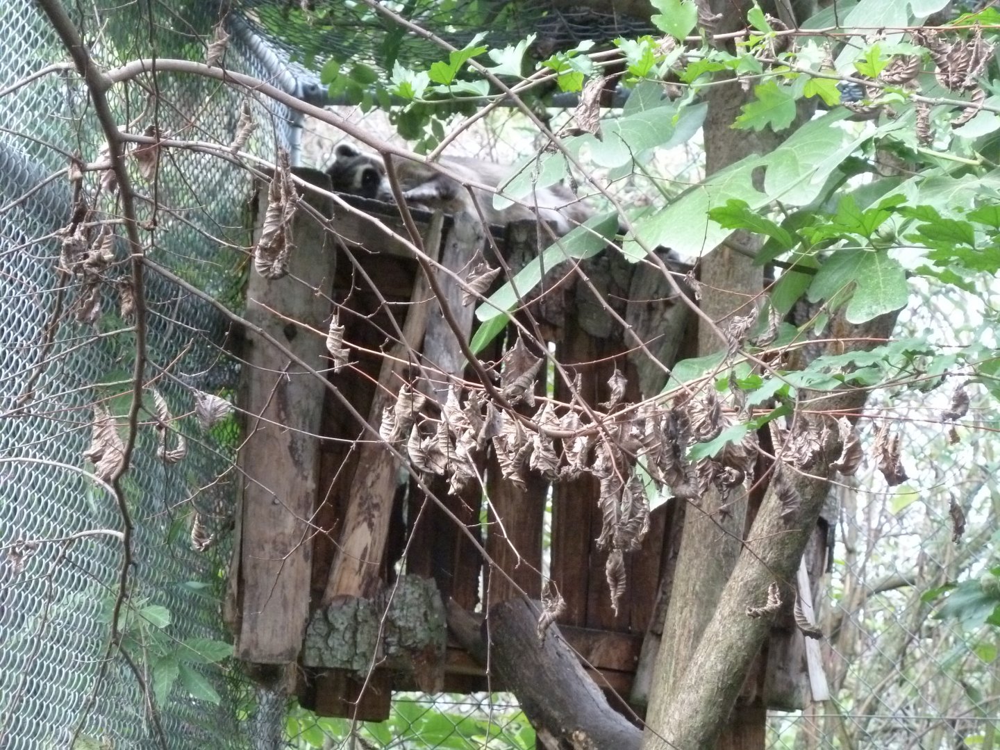 Bioparc Genève - Crab-eating raccoon (Procyon cancrivorus)