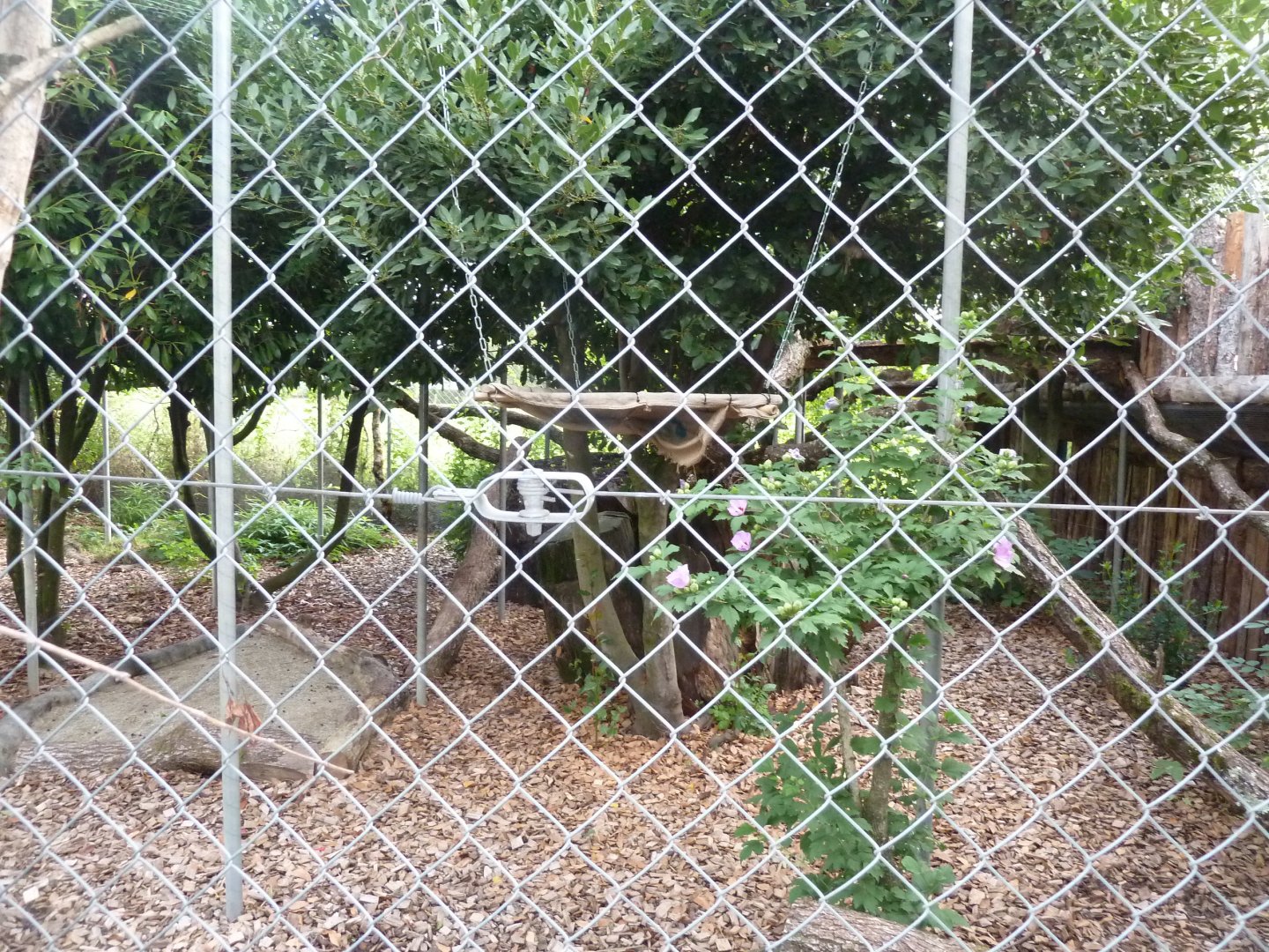 Bioparc Genève - European wildcat enclosure