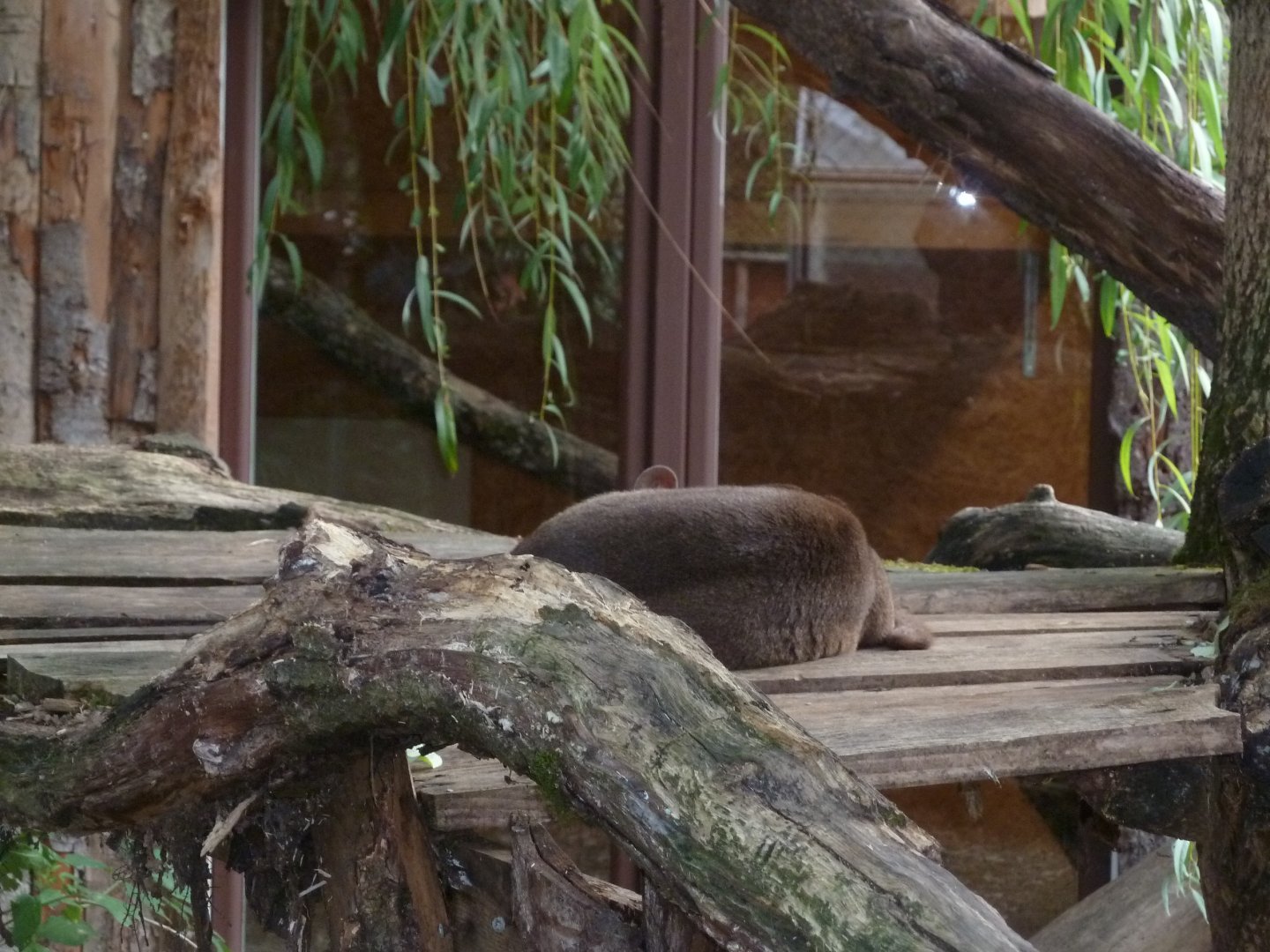 Bioparc Genève - Fossa (Cryptoprocta ferox)