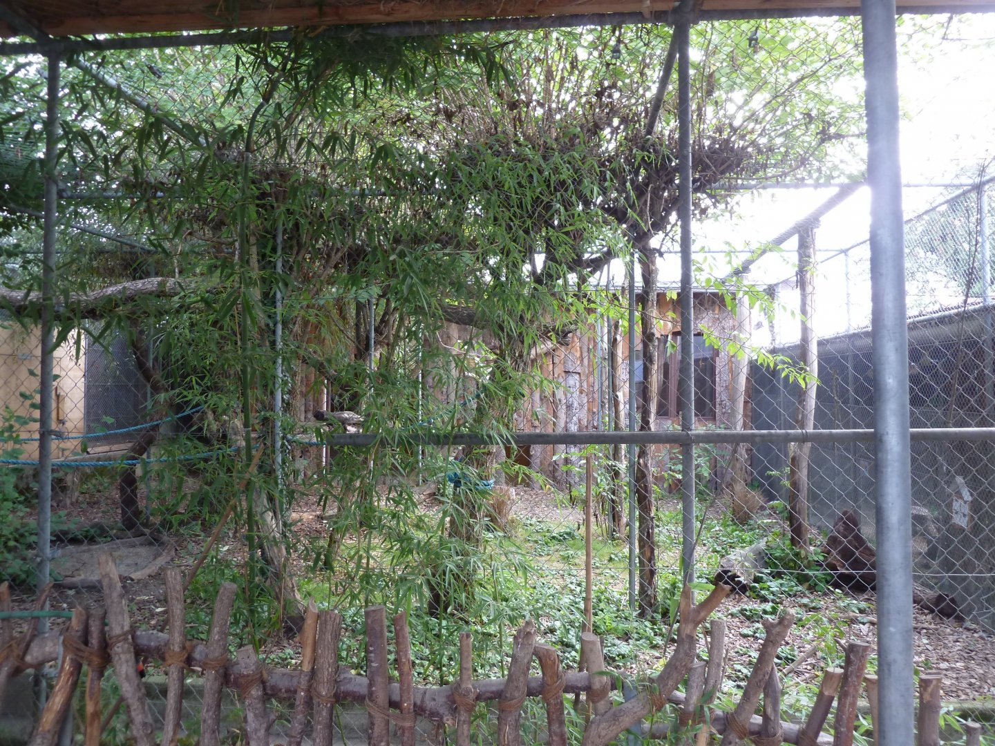 Bioparc Genève - Fossa enclosure