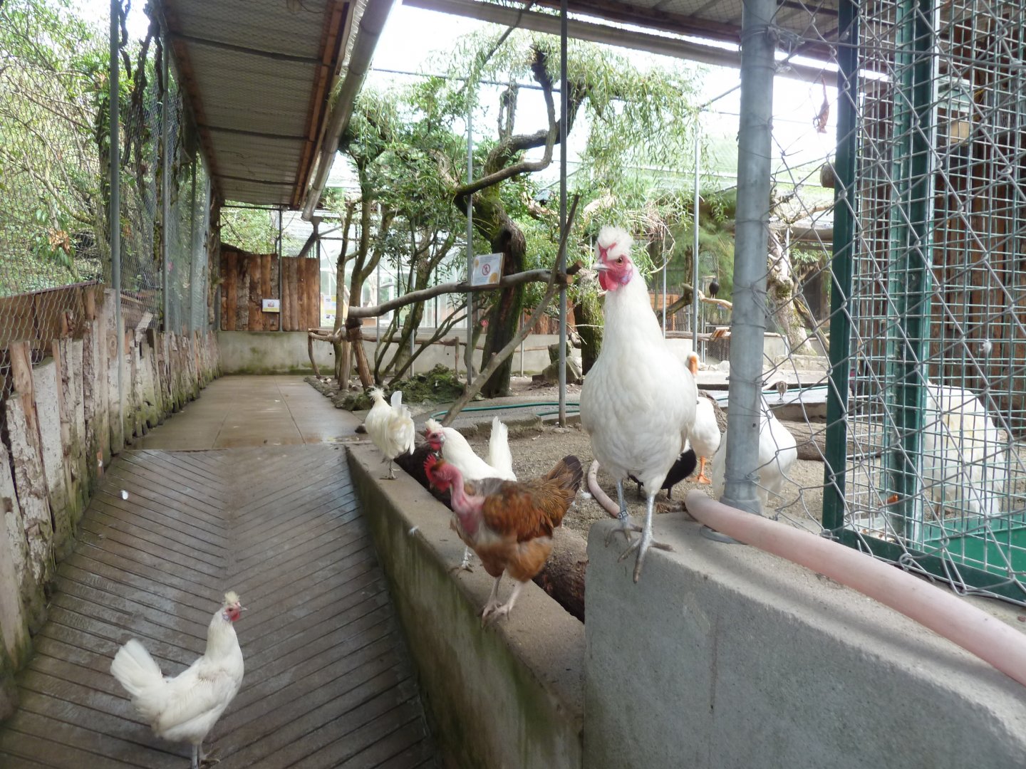 Bioparc Genève - Northern bald ibis walk-through aviary